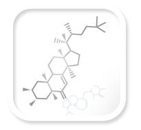 Main hormones