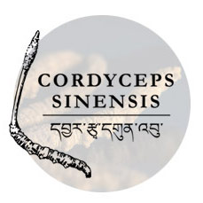 CORDYCEPS SINENSIS - Read the information sheet