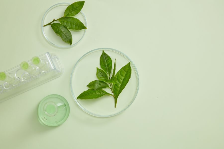 Standardised and clinically tested extracts