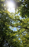 Ginkgo, the fossil tree that improves memory