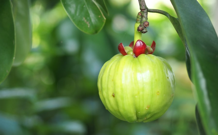 Garcinia Cambogia, a superfood that helps to reduce the feeling of appetite