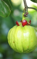 Garcinia Cambogia, the Superfood that will help you lose weight