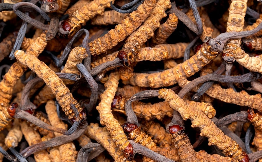 Cordyceps, an adaptogenic fungus to increase physical and sporting energy