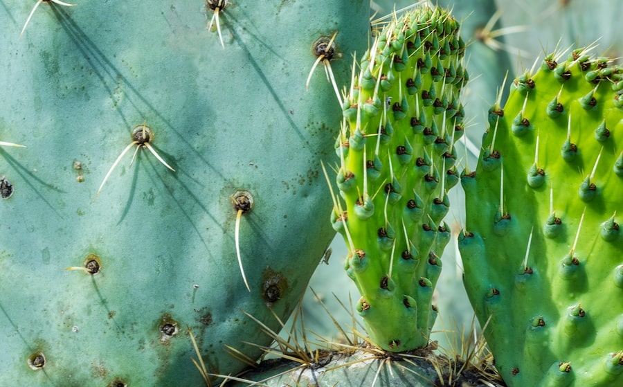 Nopal, help to absorb fats (weight control) and sugars (blood glucose control)