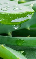 The benefits of aloe vera for digestion