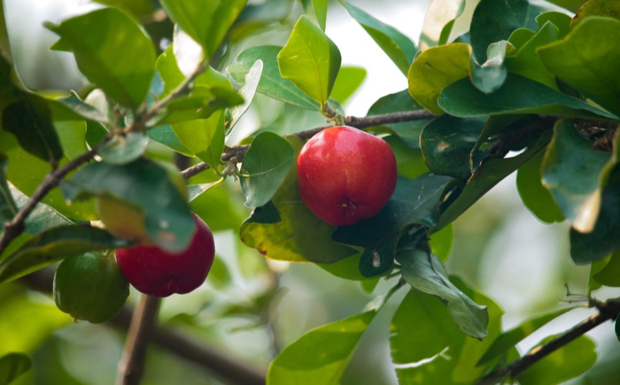 Acerola, the fruit that helps combat tiredness