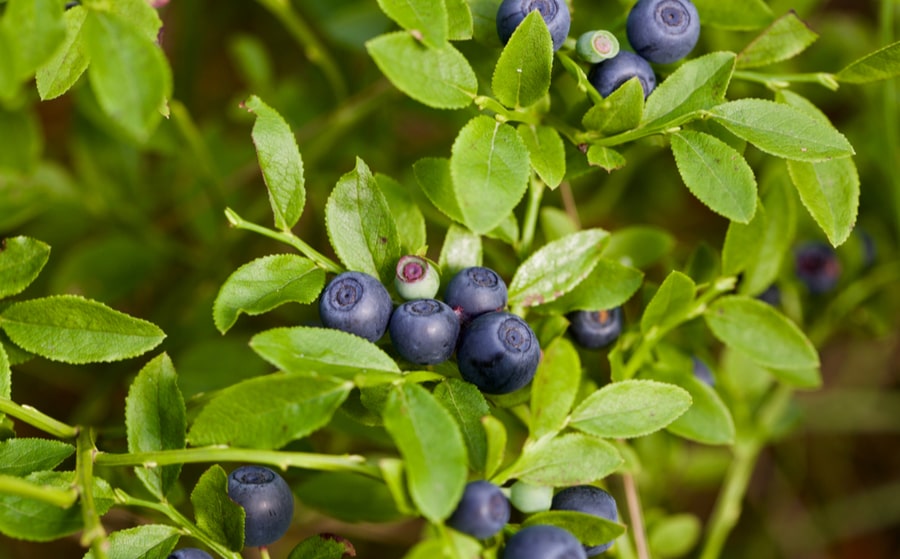 Blueberries - healthy benefits & nutritional value