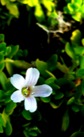 Bacopa, the plant that improves your memory