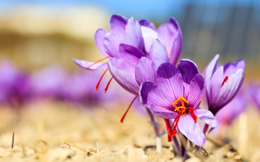 Saffron, benefits for mental and physical health