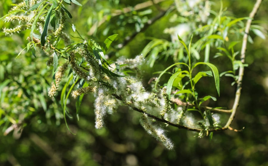 Discover the benefits of white willow