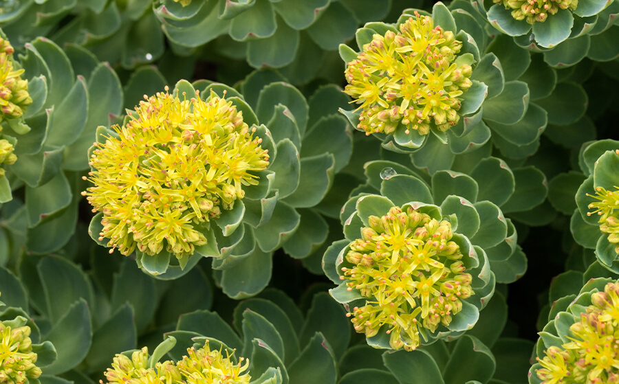 What is Rhodiola and what is it used for? Benefits and properties of Rhodiola Rosea | Blog 