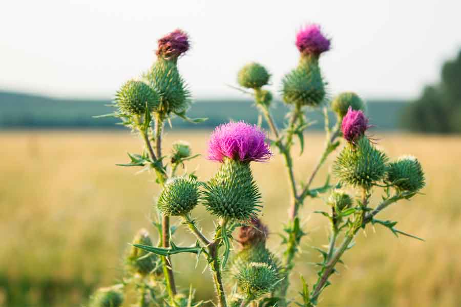 What are the properties of milk thistle?