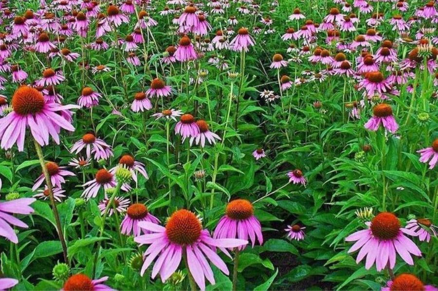 10 Benefits of Echinacea for Boosting Your Immune System -