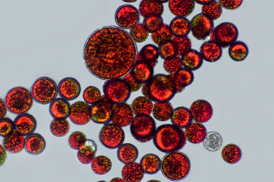 What Is Astaxanthin Good For? Benefits and Uses