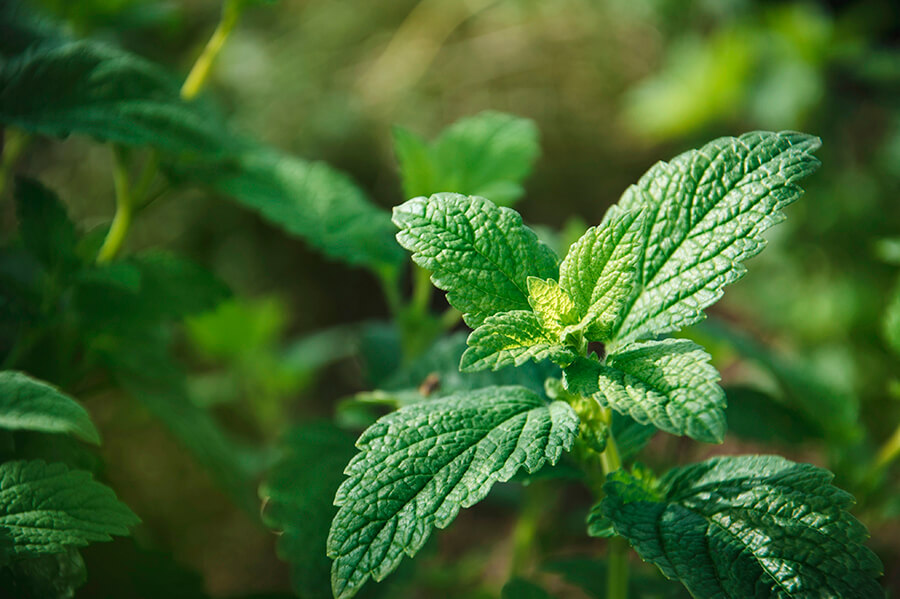 Melissa officinalis for insomnia: the plant that improves your sleep.