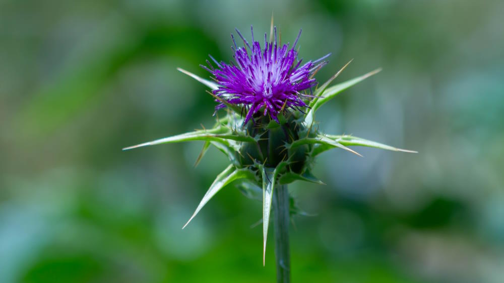 10 frequently asked questions about milk thistle as a supplement