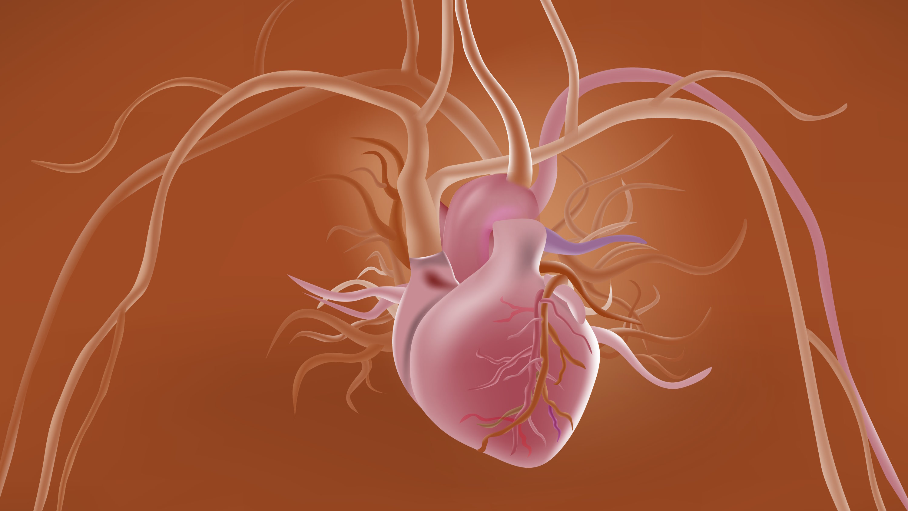 B vitamins and micronutrients for cardiovascular health and energy