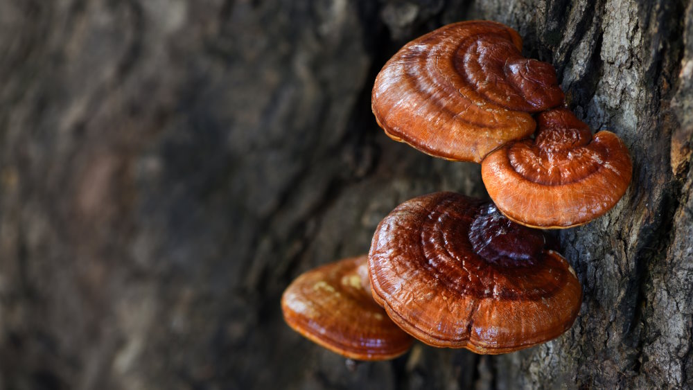 Reishi Mushroom: benefits for defences and cholesterol