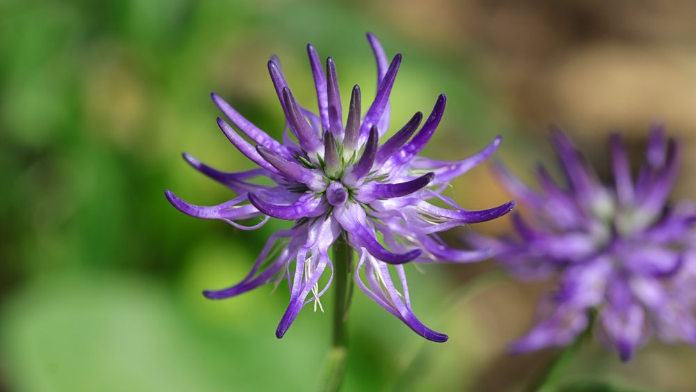 Harpagophytum and joint care: mobility and supplements