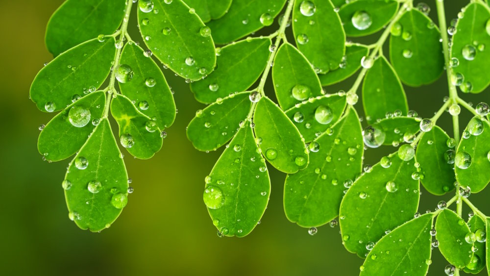 Moringa for tiredness: benefits and analysis