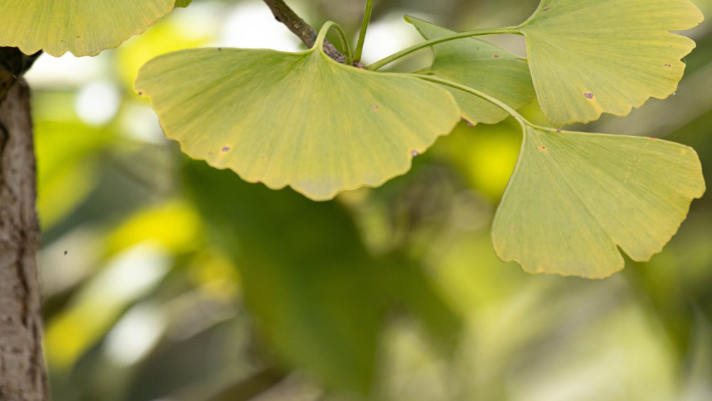 Ginkgo biloba for memory in later life