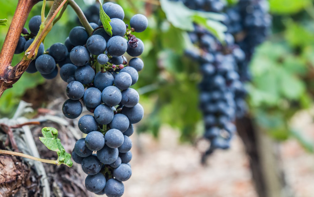 What is resveratrol for? Benefits and its combination with grape OPC