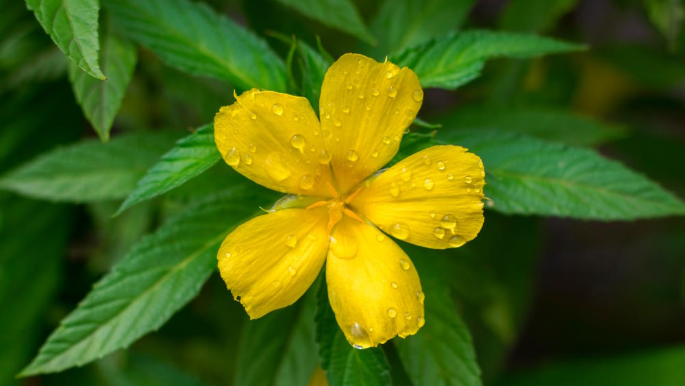 Damiana: Can it help recover sexual appetite?