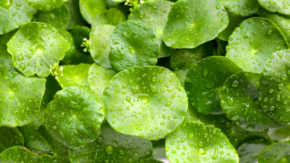 Centella asiatica: properties for circulation and collagen