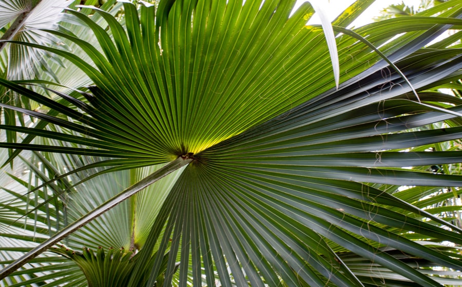 Saw Palmetto, the plant for prostate health 
