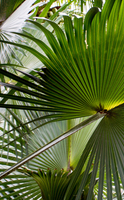 Saw Palmetto, the plant for prostate health
