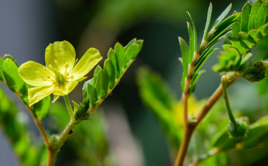 Plante Pentru Po﻿﻿﻿tența: Ceaiuri și Tratamente Naturiste De Virilitate