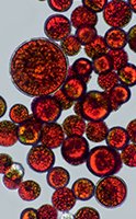 What Is Astaxanthin Good For?