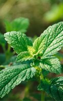 Melissa officinalis shows its ability to improve sleep quality