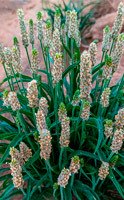 Psyllium Husks: The Natural Solution for Constipation