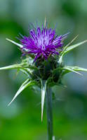 Milk thistle: 10 Frequently Asked Questions