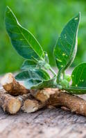 Ashwagandha skin benefits		