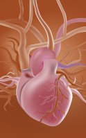 Cardiovascular health: metabolism and cellular energy