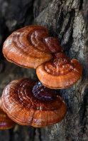 Benefits of Reishi mushroom