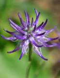 Harpagophytum and joints