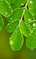 Moringa for tiredness