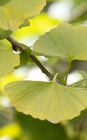 Ginkgo biloba for memory in later life