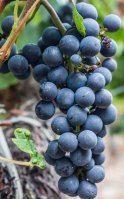 What is resveratrol for? Benefits and its combination with grape OPC