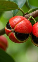 Guarana for weight management