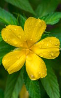 Damiana to recover sexual desire