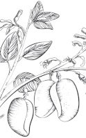 Differences between tryptophan and 5-HTP