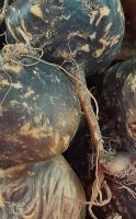 Black maca, properties and differences with other types of maca