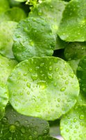 Benefits of Centella asiatica