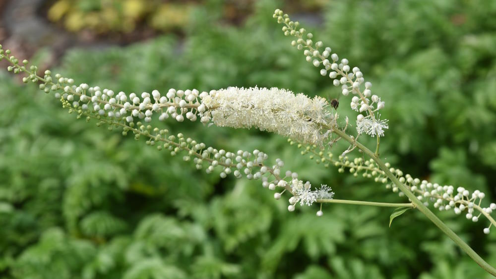 Black Cohosh