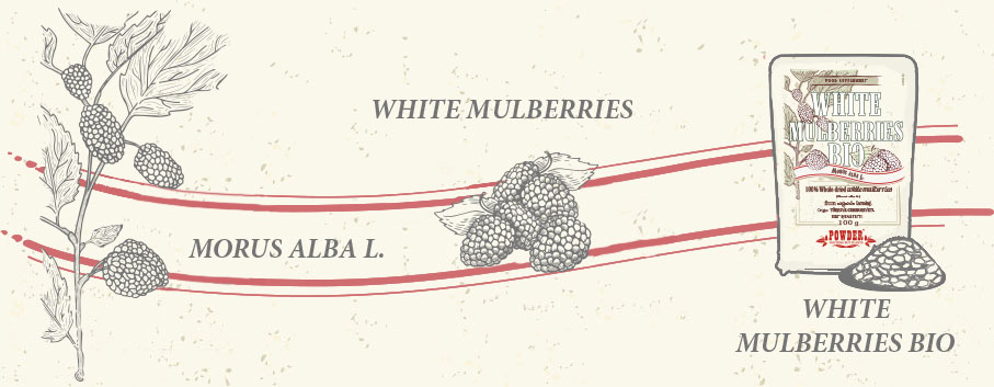 ORGANIC WHITE MULBERRIES POWDER