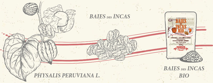 INCAN BERRIES - ORGANIC INCA BERRIES
